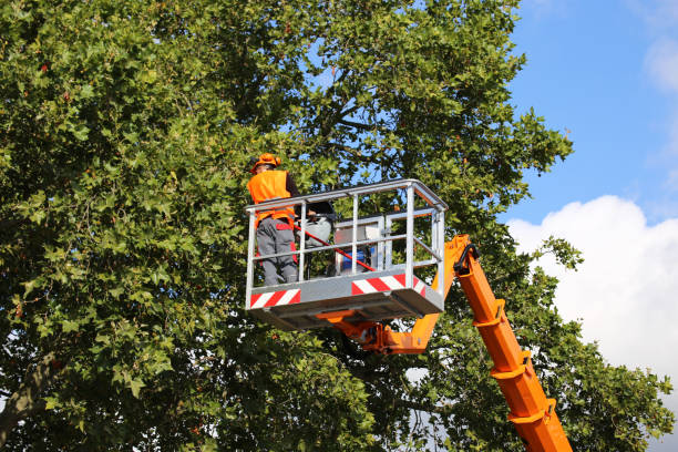 Best Tree Mulching  in Apple Valley, MN